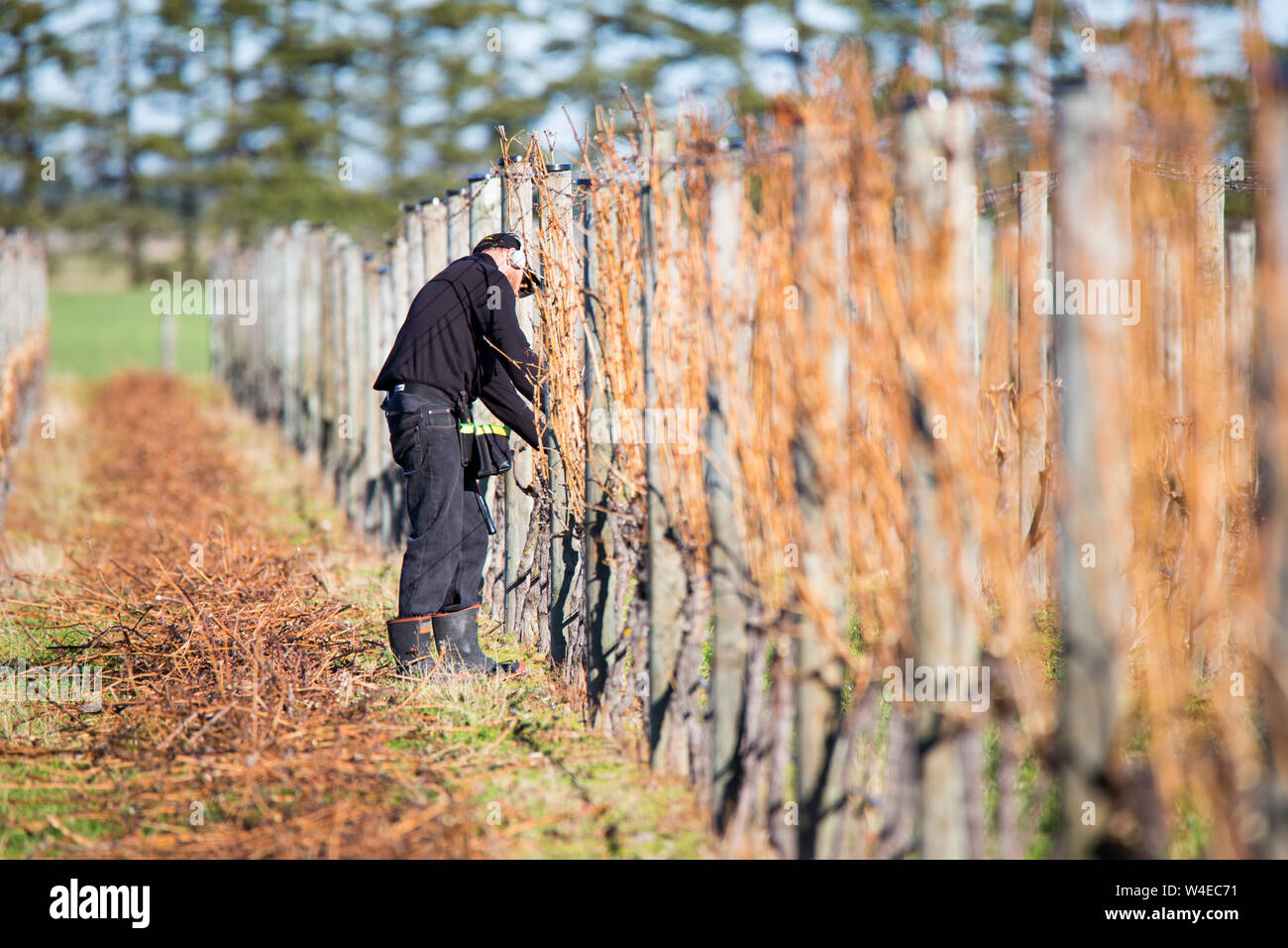 Ein saisonarbeiter Pflaumen und Trauben im Winter auf einen Weinberg in Canterbury, Neuseeland Stockfoto