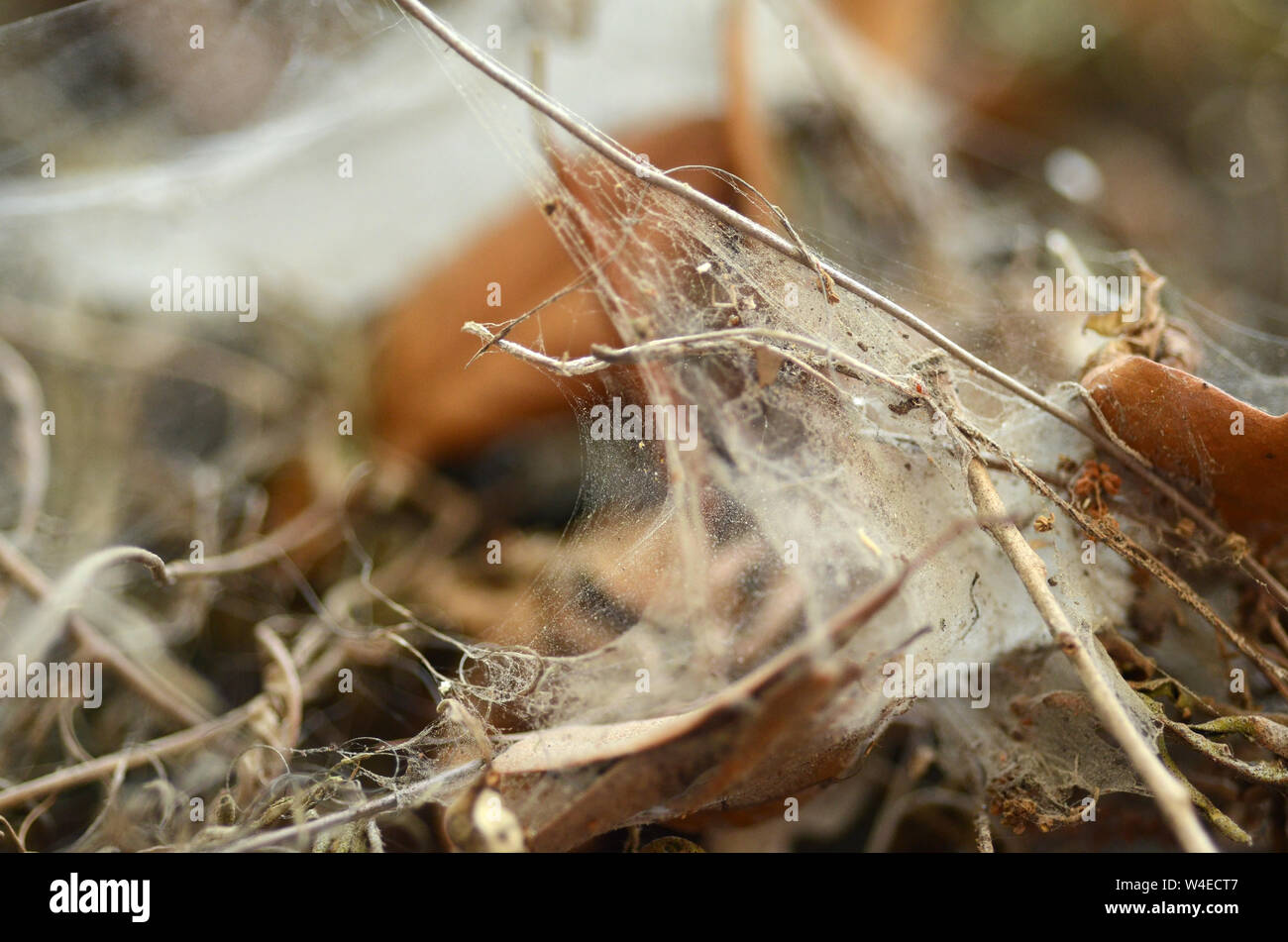 Seide: Ein detaillierter Blick auf die kunstvoll gesponnenen Webs einer Spinne Stockfoto