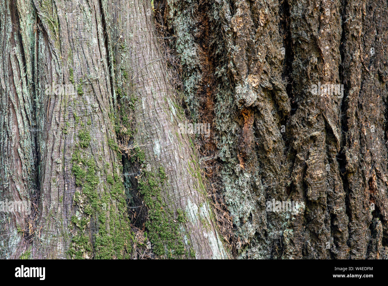 Abstrakte Baumrinde Textur - Strathcona Provincial Park, in der Nähe von Campbell River, Vancouver Island, British Columbia, Kanada Stockfoto