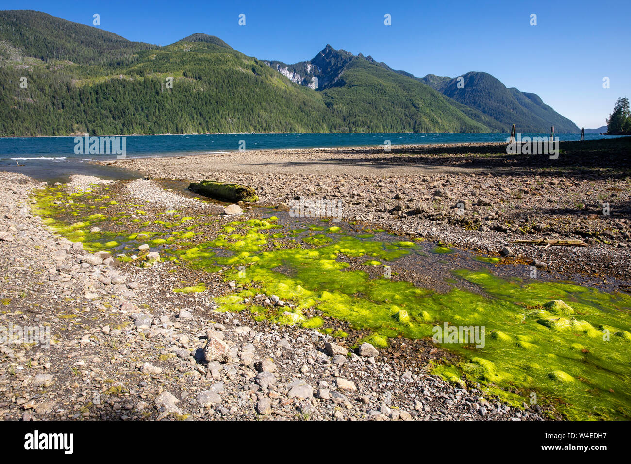 Felsigen Strand Landschaft an der West Bay Park - Tahsis, in der Nähe der Gold River, Vancouver Island, British Columbia, Kanada Stockfoto