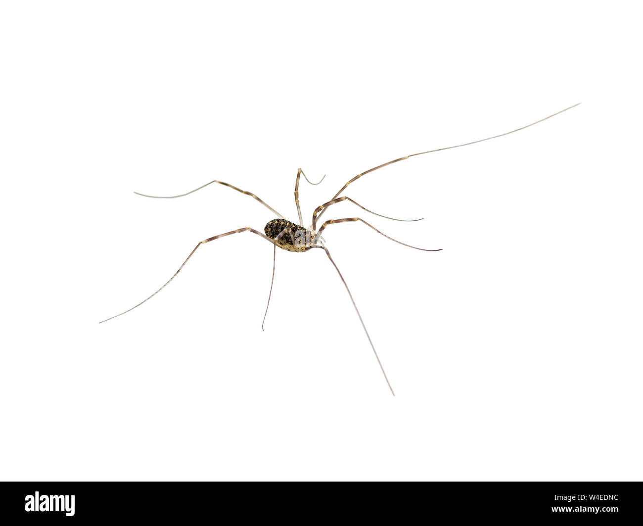 Spider-arachnid Insekt isoliert auf weißem Stockfoto