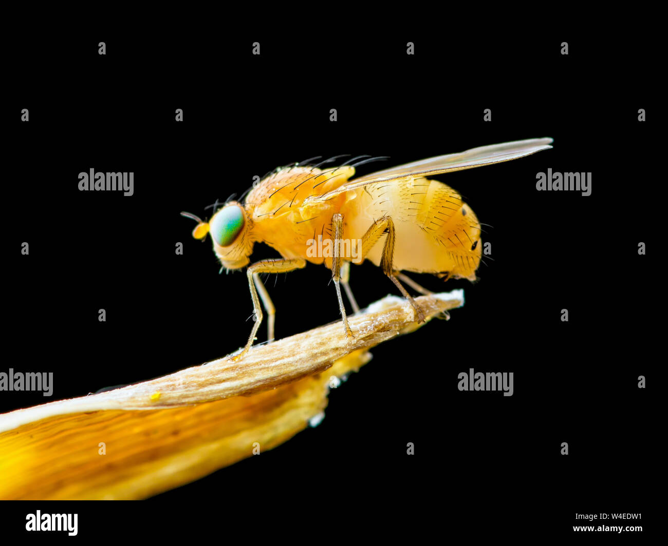 Exotische Fruchtfliege Drosophila Diptera Insekt auf Pflanze isoliert auf schwarzem Hintergrund Stockfoto