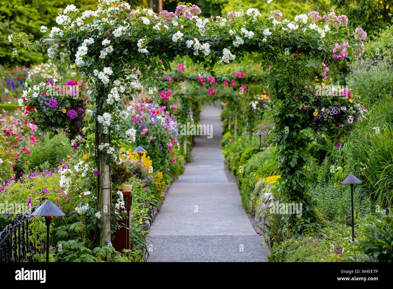 Rose Dorn oder Gitter an den Butchart Gardens - Brentwood Bay, in der Nähe von Victoria, Vancouver Island, British Columbia, Kanada Stockfoto