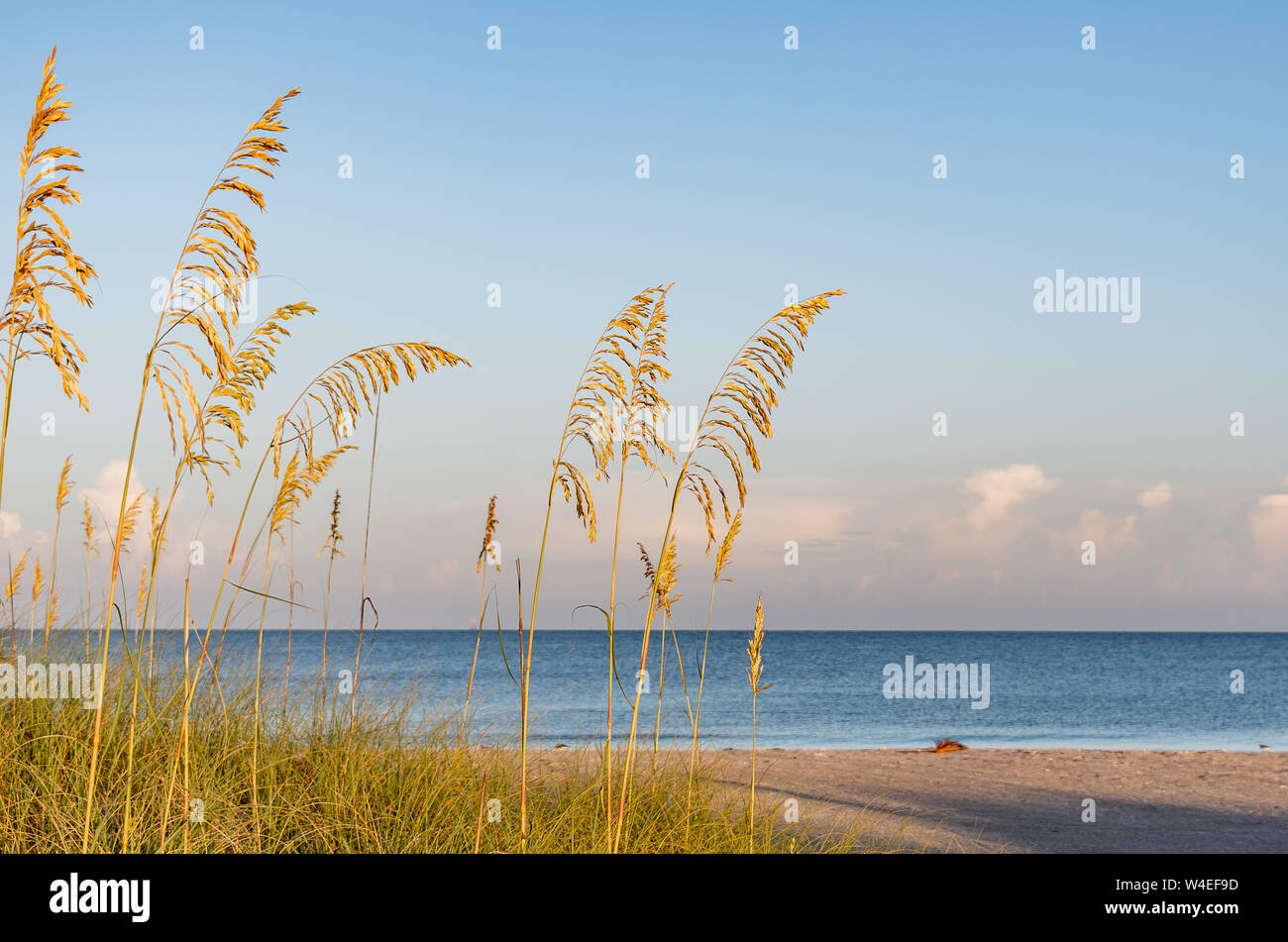 Meer Gräser am Strand am Golf von Mexico, Florida Stockfoto