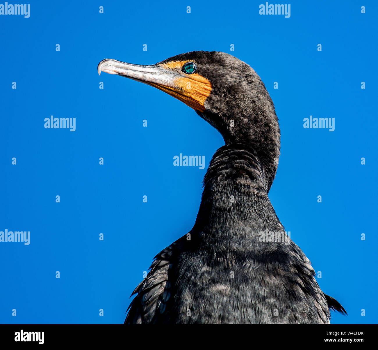 Nahaufnahme von einem Kormoran mit einem blauen Himmel im Hintergrund Stockfoto