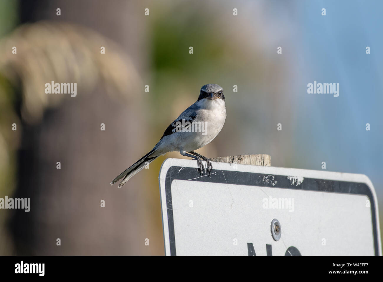 Unechte shrike sitzt auf einem Schild in Florida Stockfoto