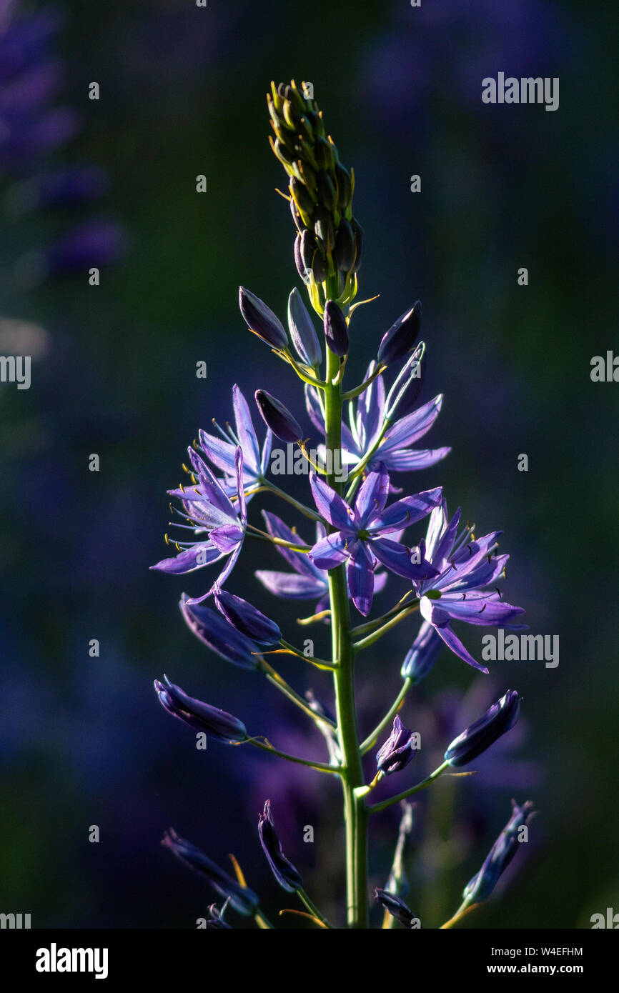 Camas Blume (camassia) - Victoria, Vancouver Island, British Columbia, Kanada Stockfoto