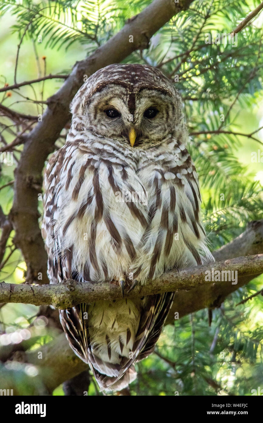 Verjähren in Owl (Strix varia) in Saxe Point Park iin Esquimalt - Victoria, Vancouver Island, British Columbia, Kanada Stockfoto