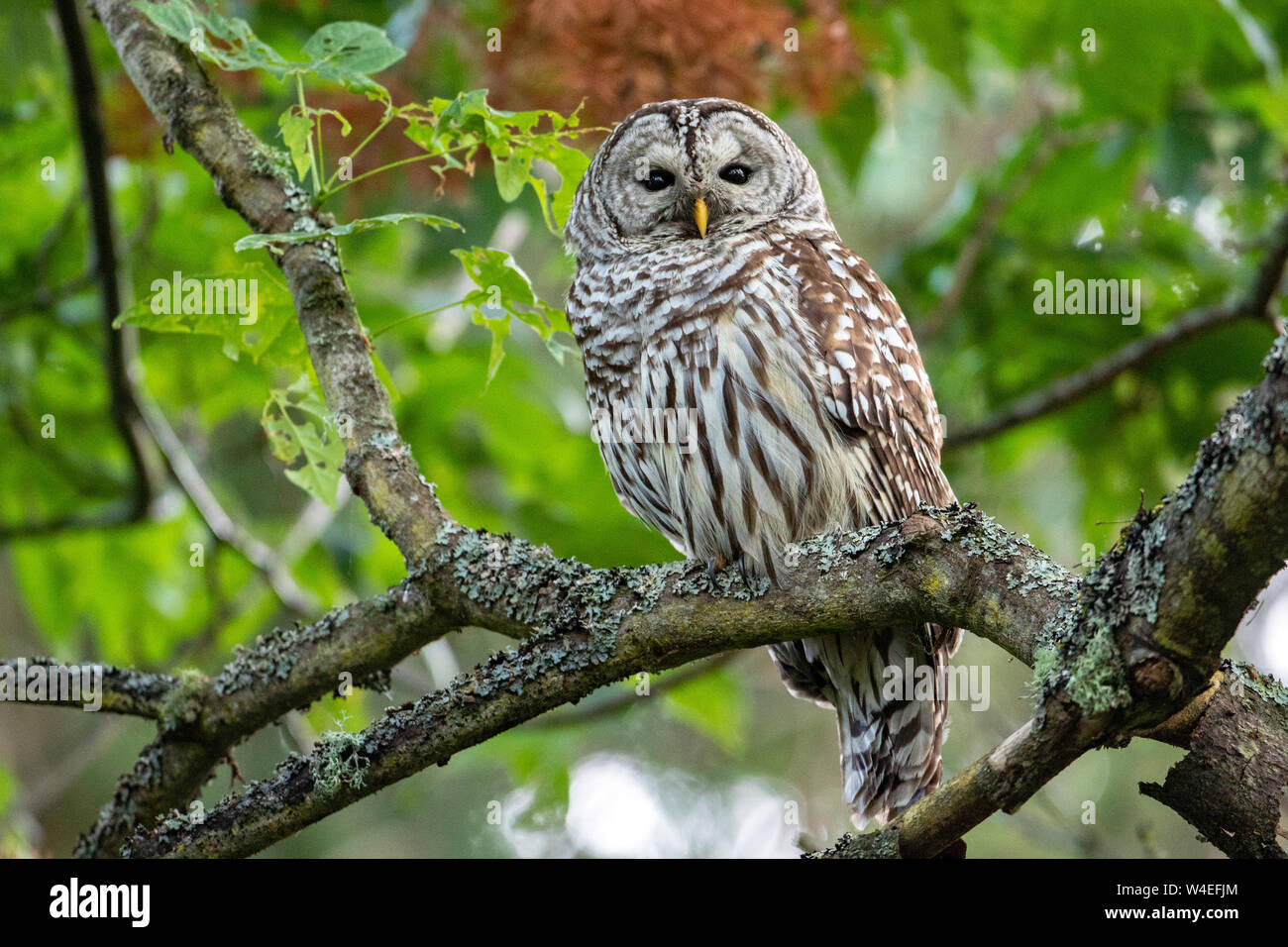 Verjähren in Owl (Strix varia) im Beacon Hill Park, Victoria, Vancouver Island, British Columbia, Kanada Stockfoto