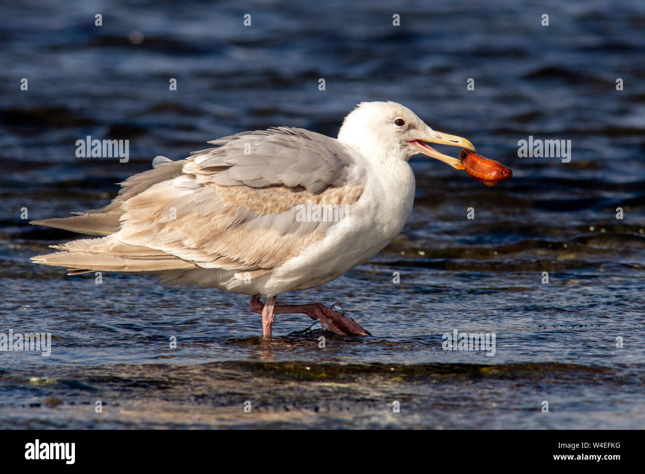 Glaucous-winged Möwe (Larus glaucescens) Essen eine Seegurke - colwood Esquimalt Lagune, in der Nähe von Victoria, Vancouver Island, British Columbia, Kanada Stockfoto