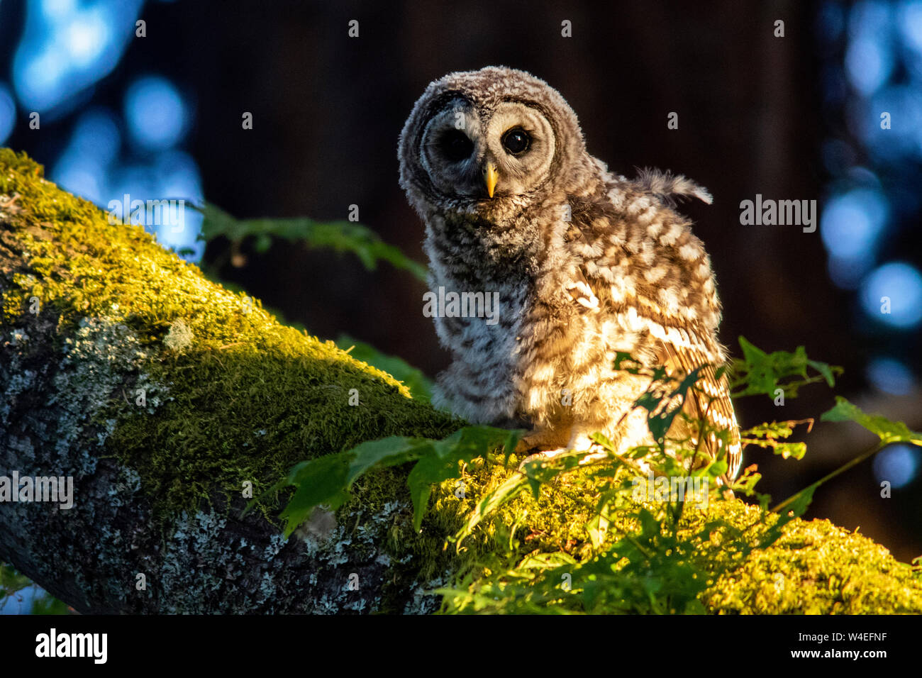 Juvenile verjähren in Owl (Strix varia) im Beacon Hill Park, Victoria, Vancouver Island, British Columbia, Kanada Stockfoto