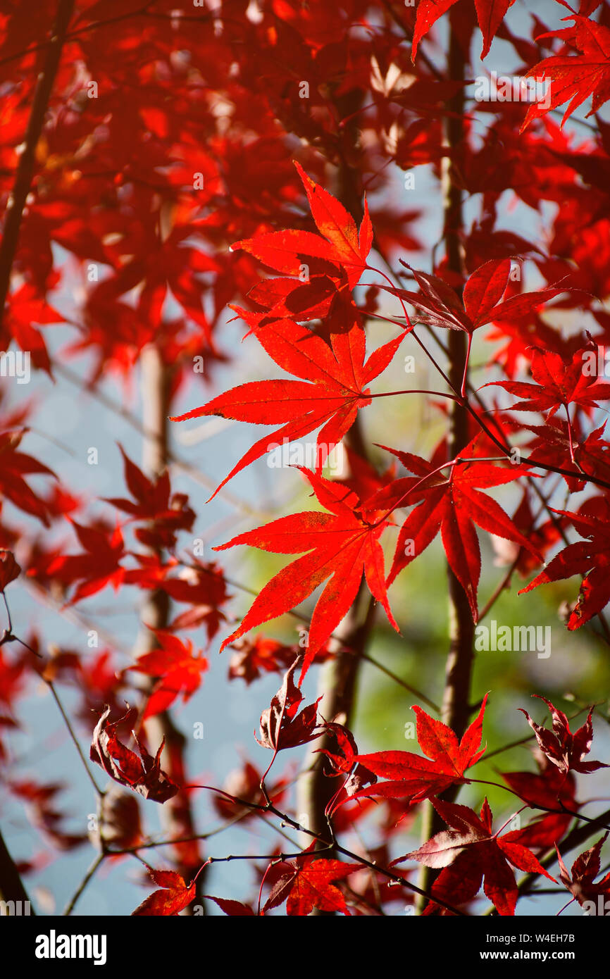 Rote herbst Japanischer Ahorn Blätter mit warmem Licht Ton. Stockfoto