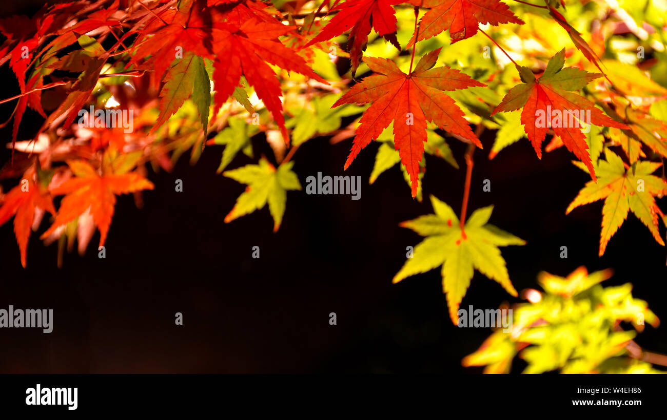 Herbst Japanischer Ahorn Blätter mit Suchscheinwerfer auf schwarzem Hintergrund angezeigt. Stockfoto