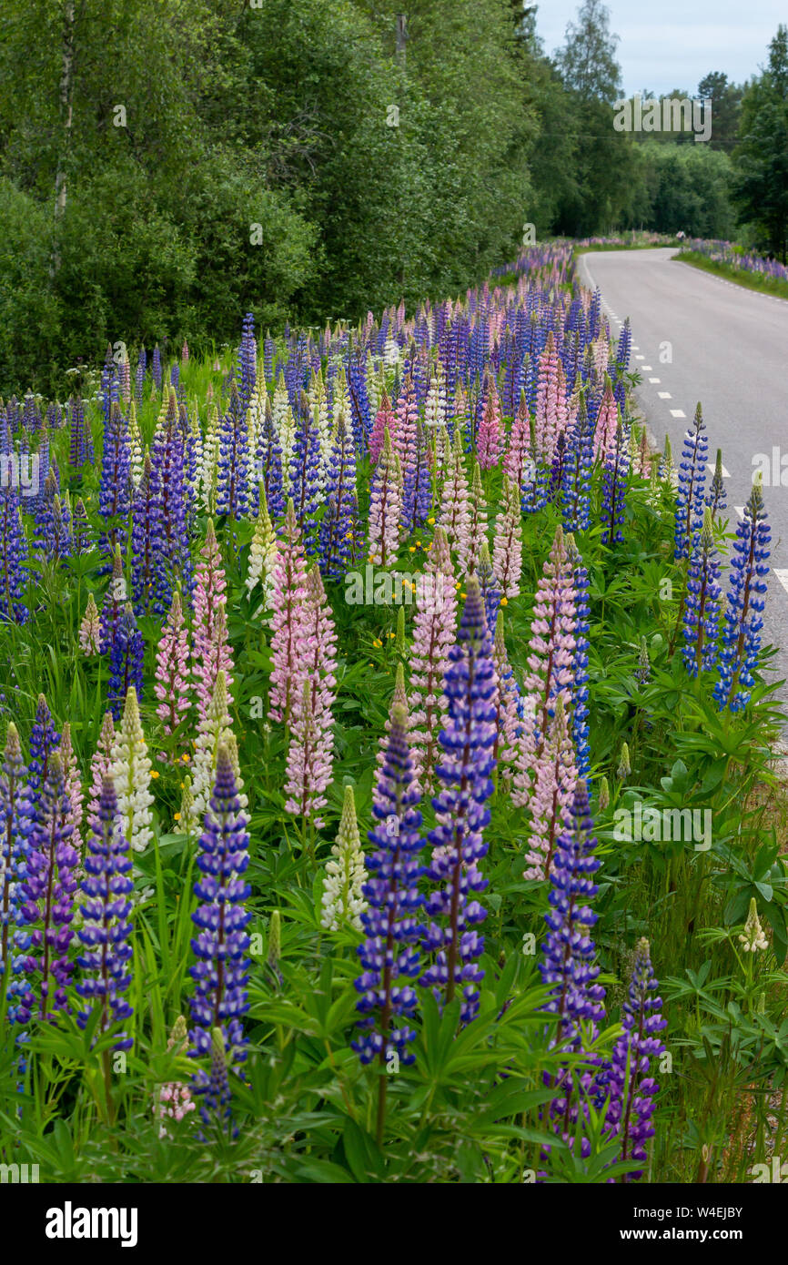 Lupin am Straßenrand in Schweden, eine sehr häufige Blume in Skandinavien Stockfoto