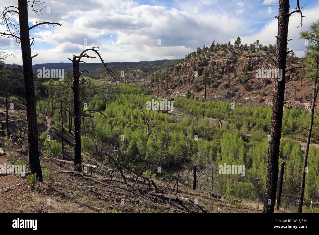 Die Gila National Forest Wüste in New Mexico. Stockfoto