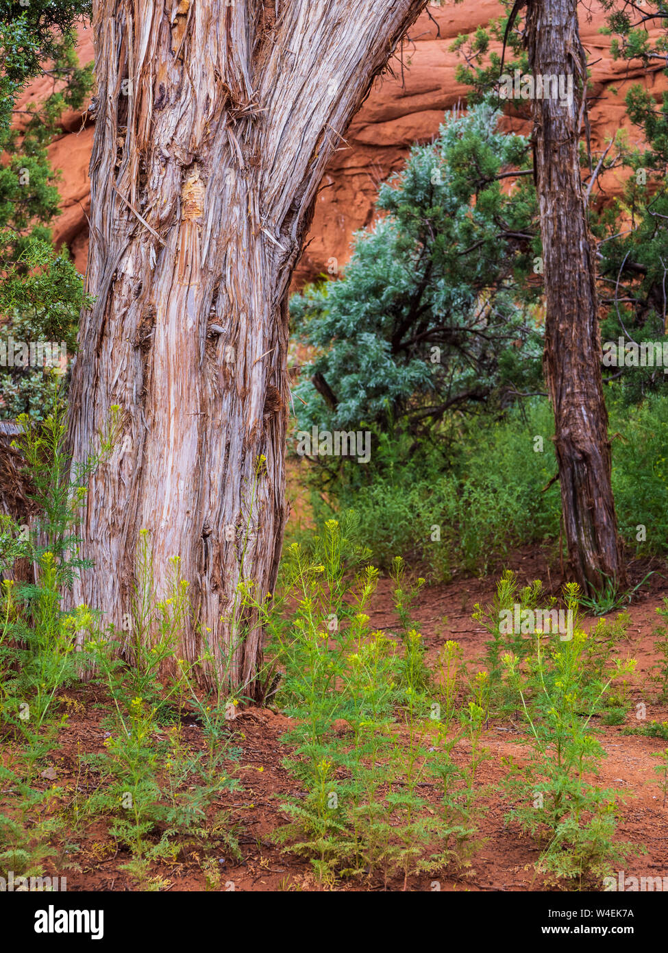 Juniper Trunks, Basin Campground, Kodachrome Basin State Park, Cannonville, Utah. Stockfoto