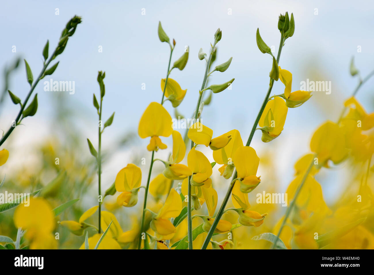 Wunderschöne Aussicht auf eine Plantage von gelben Blumen in Florida perfekt für Präsentation Stockfoto