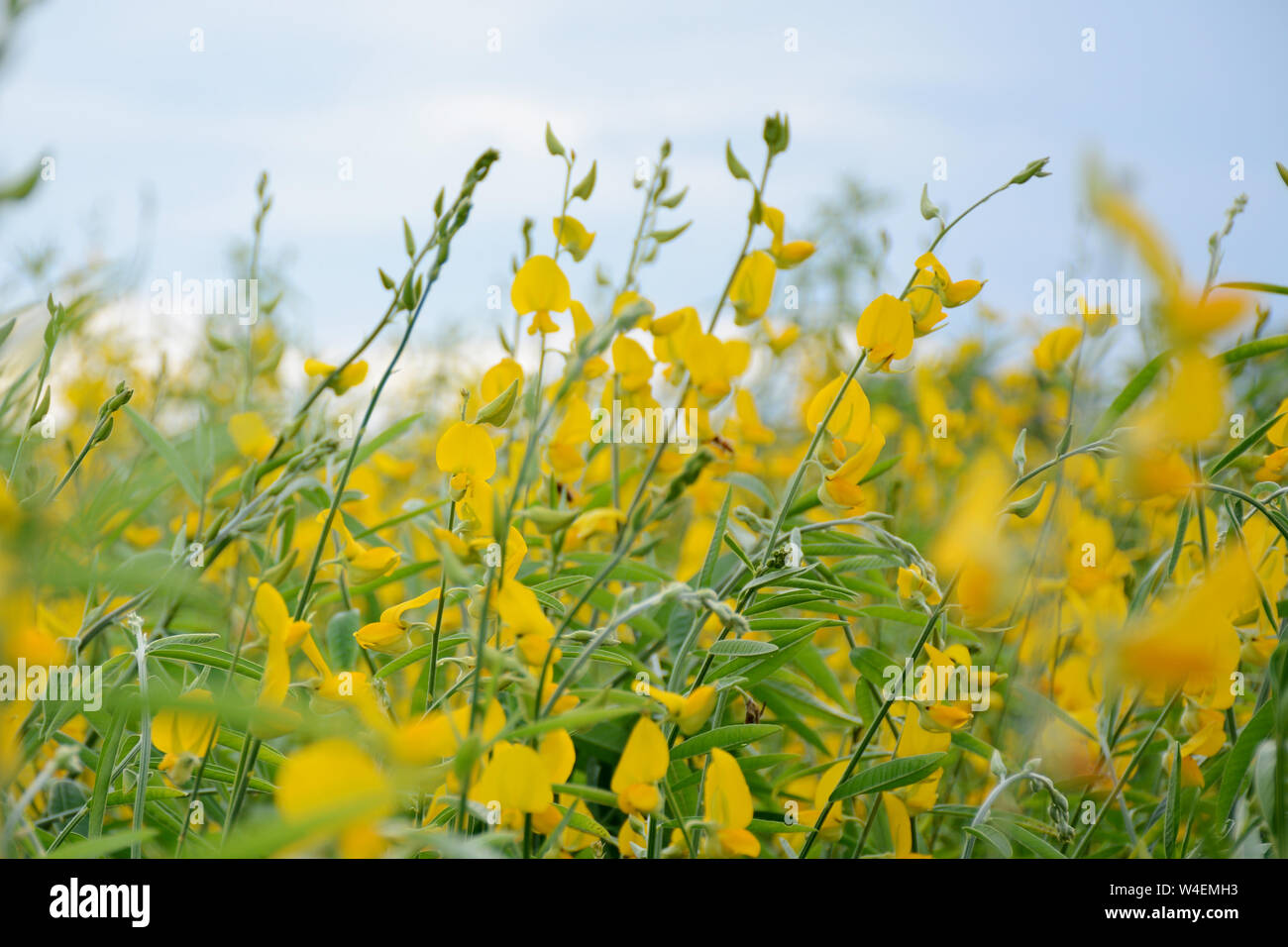 Wunderschöne Aussicht auf eine Plantage von gelben Blumen in Florida perfekt für Präsentation Stockfoto