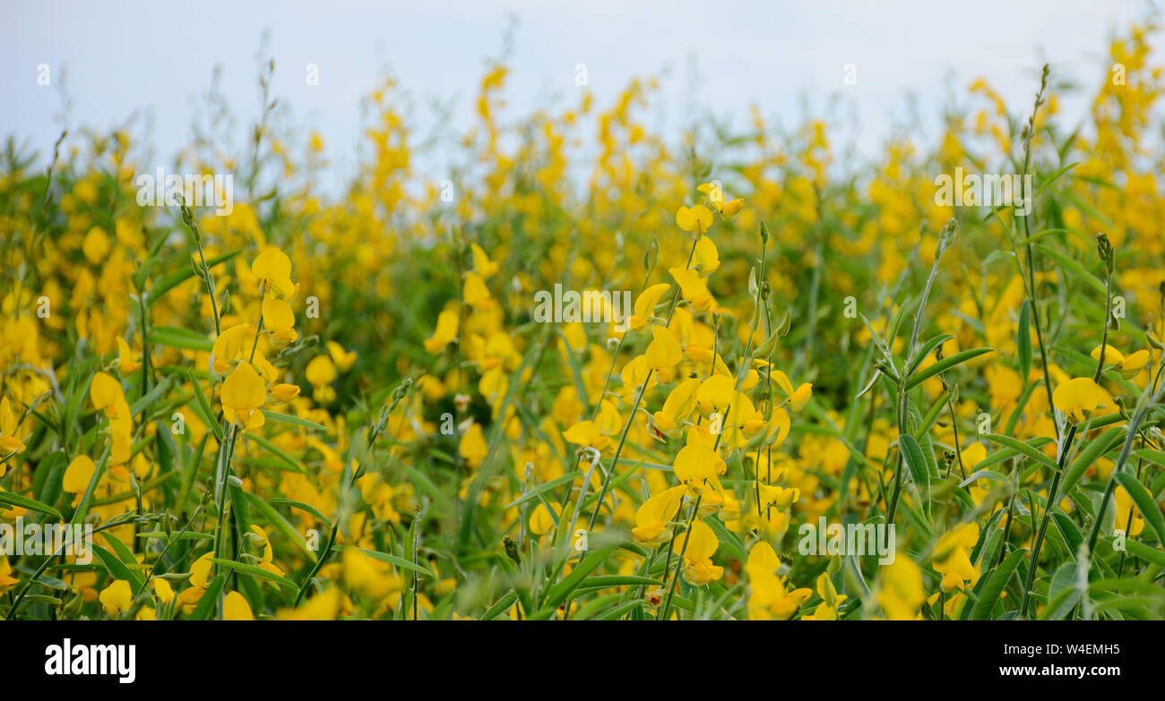 Wunderschöne Aussicht auf eine Plantage von gelben Blumen in Florida perfekt für Präsentation Stockfoto