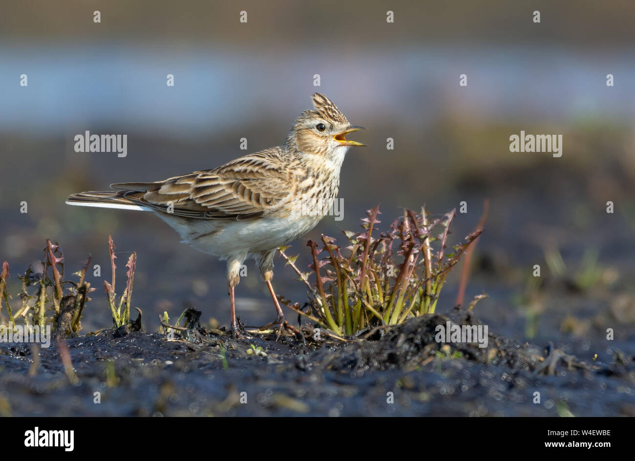 Männliche Feldlerche singt laut Song wie Er sitzt auf dem schmutzigen und schlammigen Boden Stockfoto