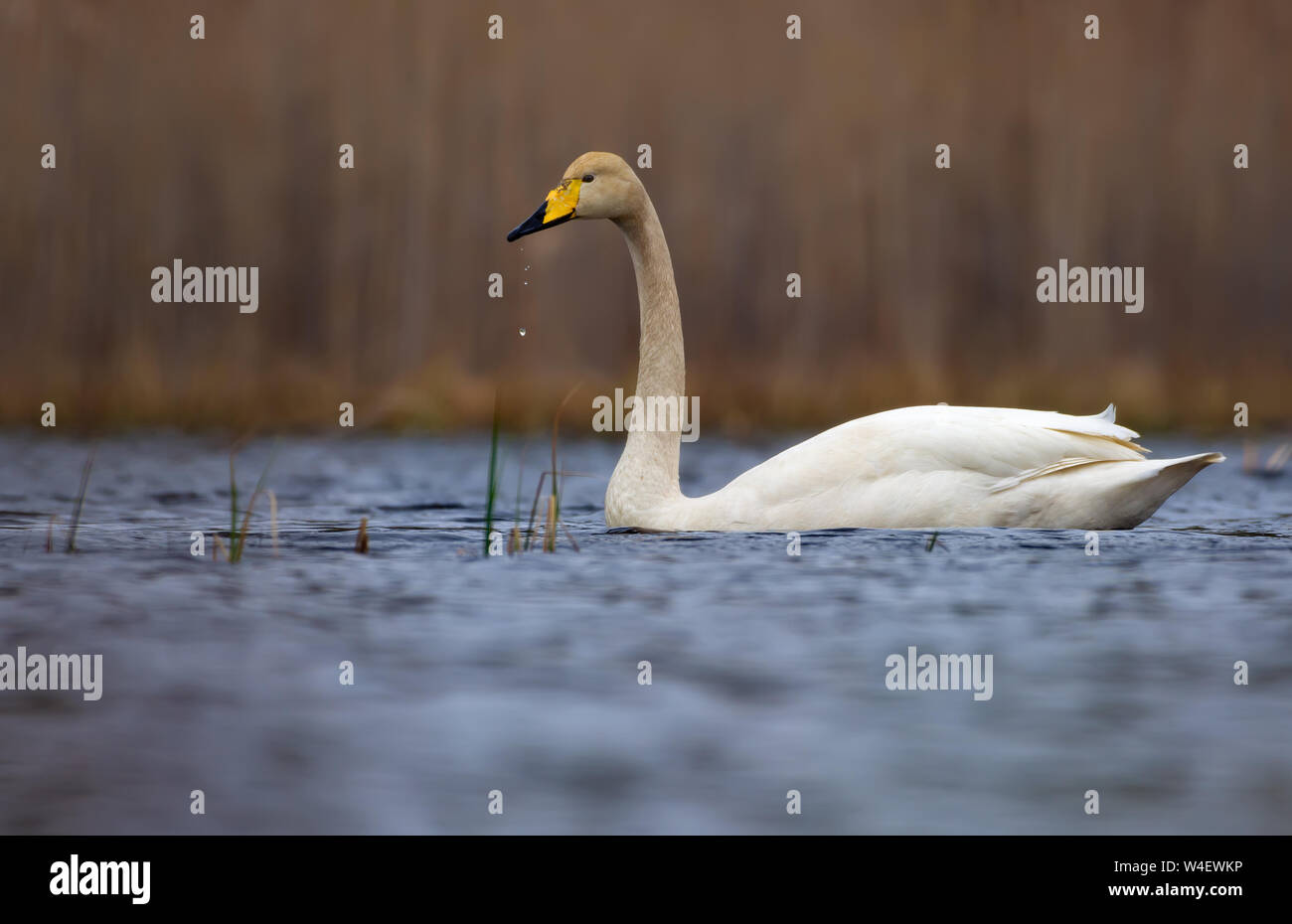 Nach Singschwan schwimmt auf der Oberfläche mit Wassertropfen, die aus seinem Schnabel Stockfoto