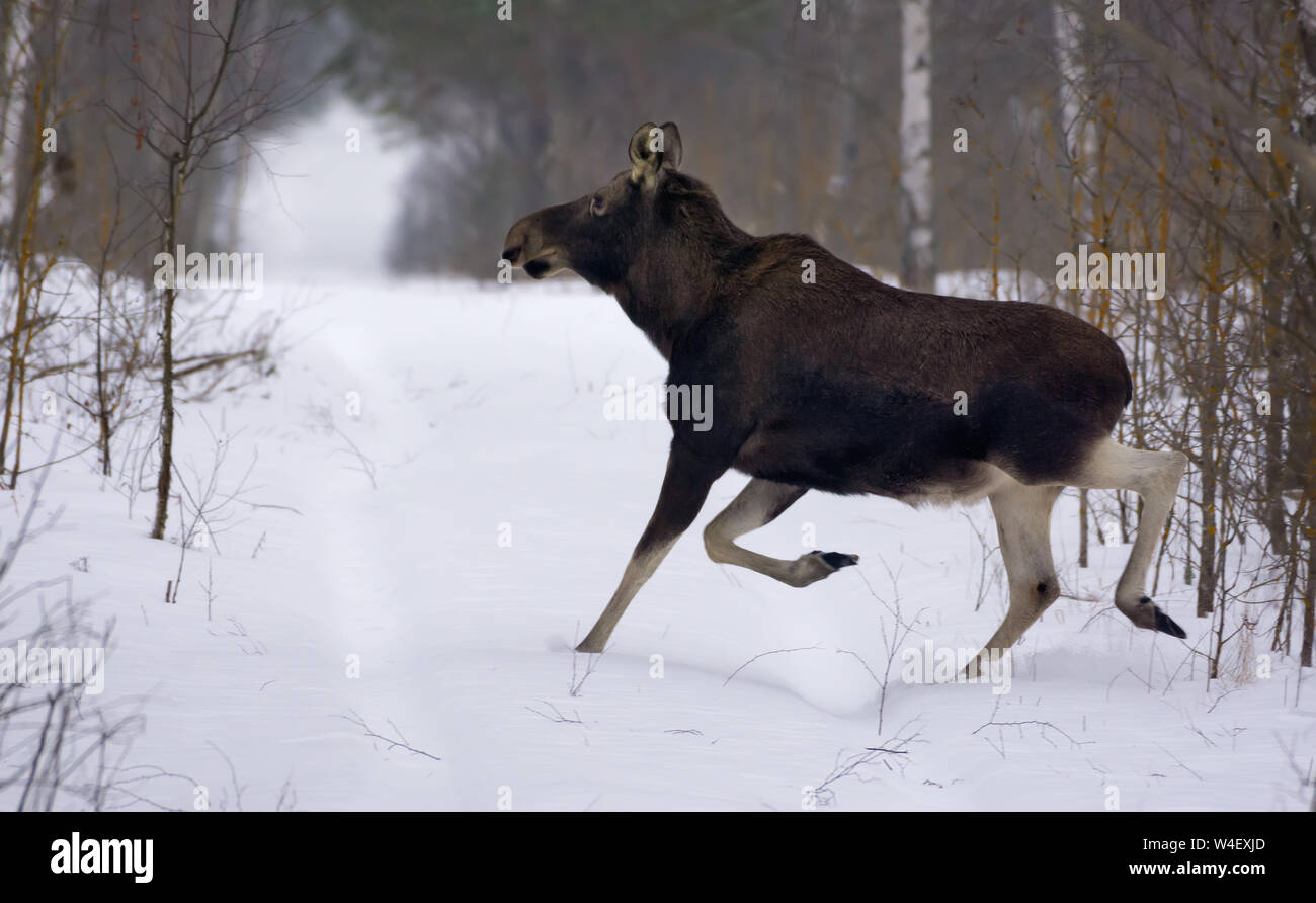 Reifen Elk läuft mit großer Geschwindigkeit durch einige offenen und klaren Raum im Winter Wald Stockfoto