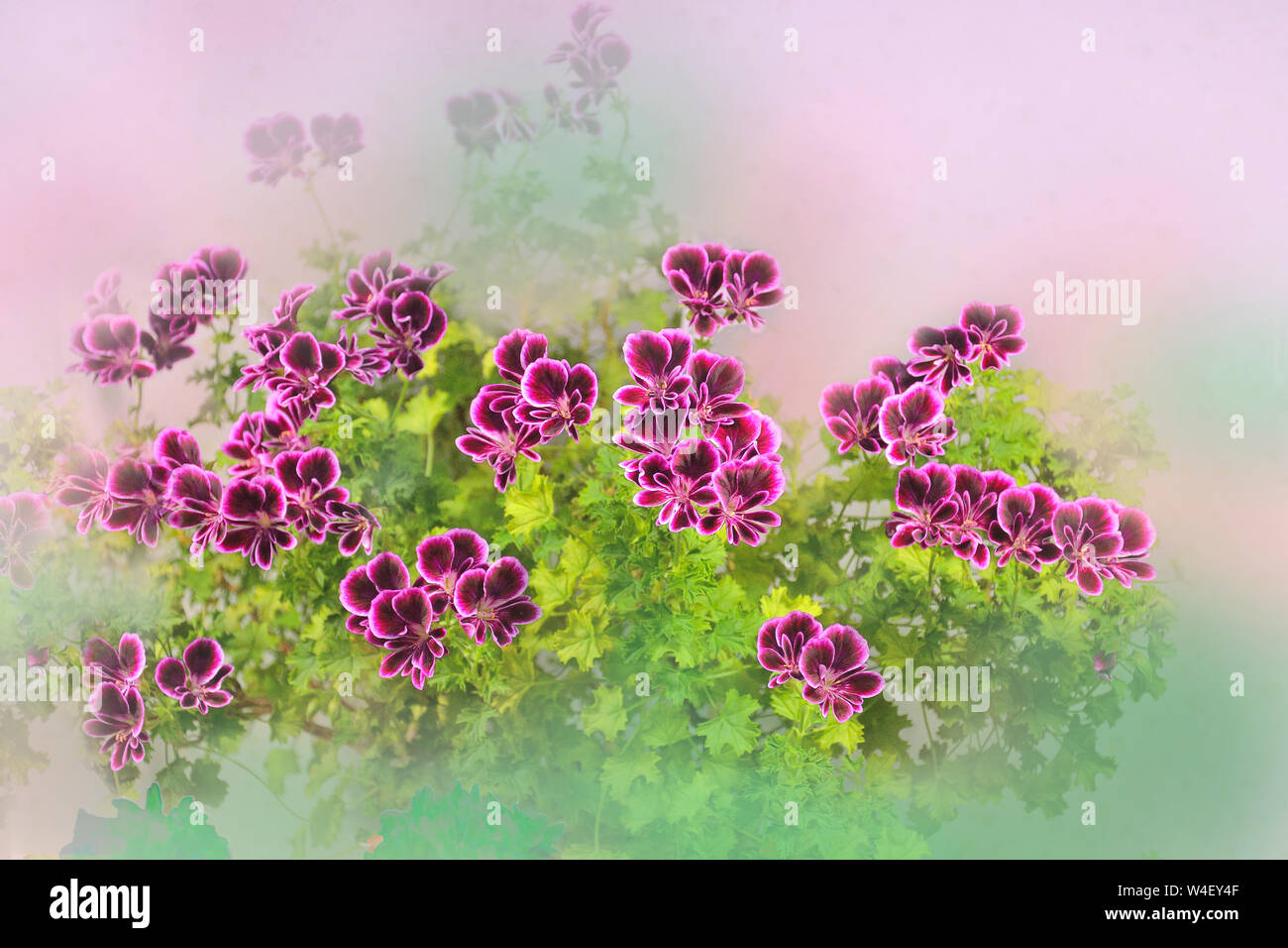 Schöne künstlerische floral background mit sanftem Rosa oder pelargonium Geranien Blumen auf unscharfen Hintergrund. Romantische sanfte weiche Blumen Grußkarte, Stockfoto