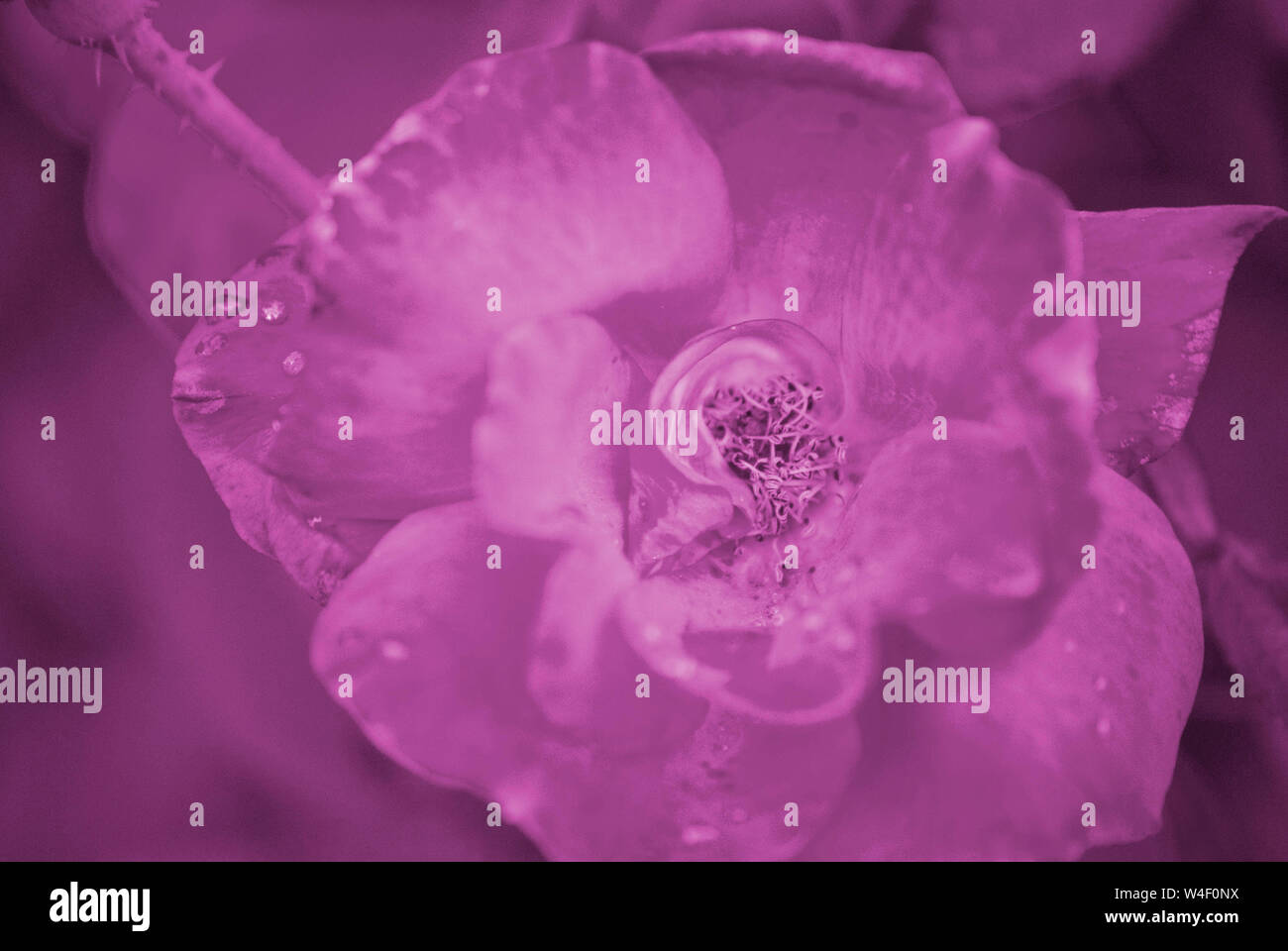 In der Nähe der Rose in Rosa. Stockfoto