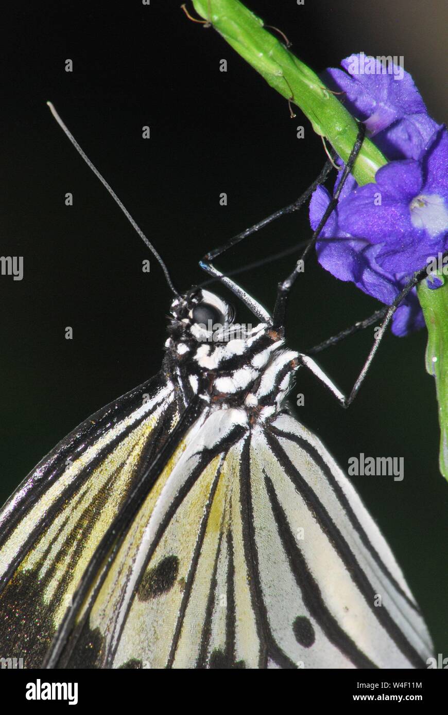 Schmetterling hängen von blumenstengel. Stockfoto