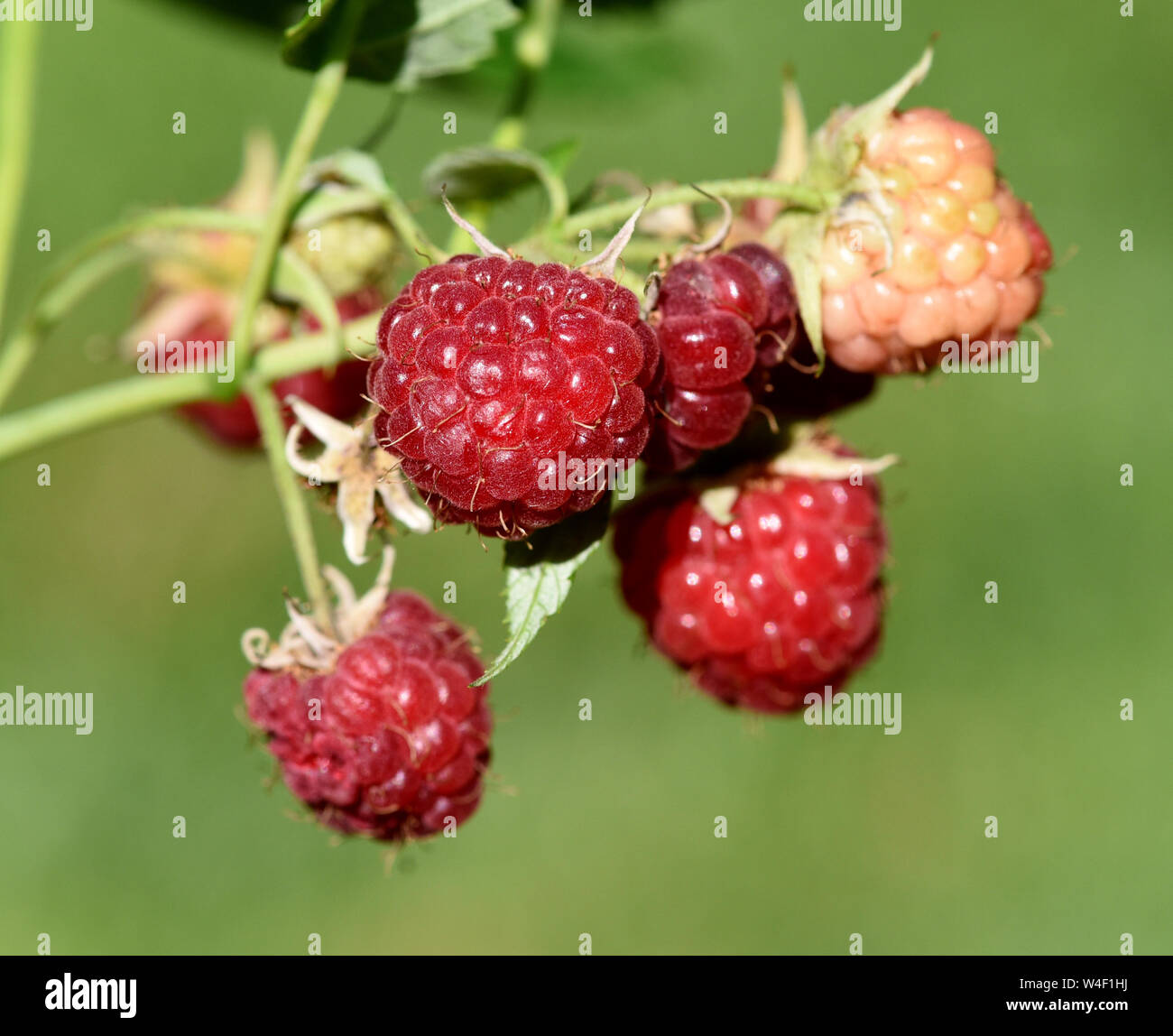 Himbeeren, Rubus, Mill Stockfoto