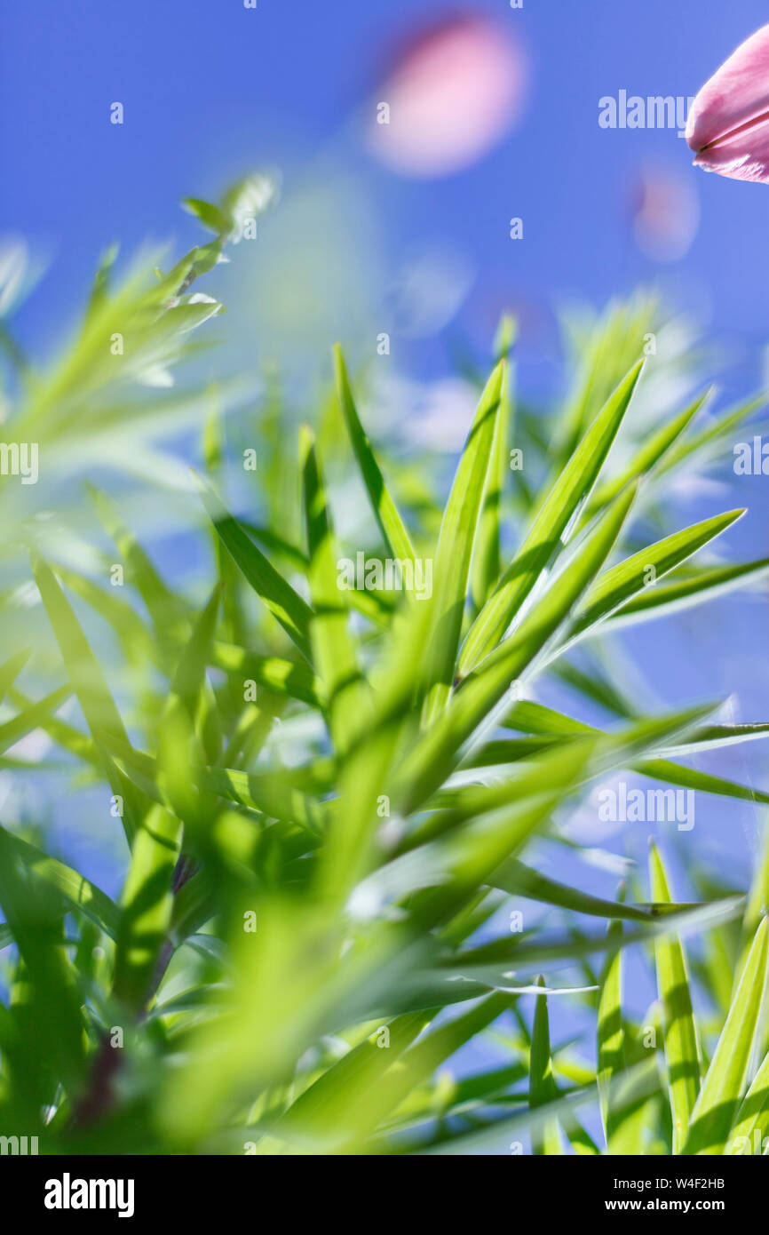 Bunte Blur Blume im Garten mit Bokeh, abstrakten verwischt Blume Hintergrund Stockfoto