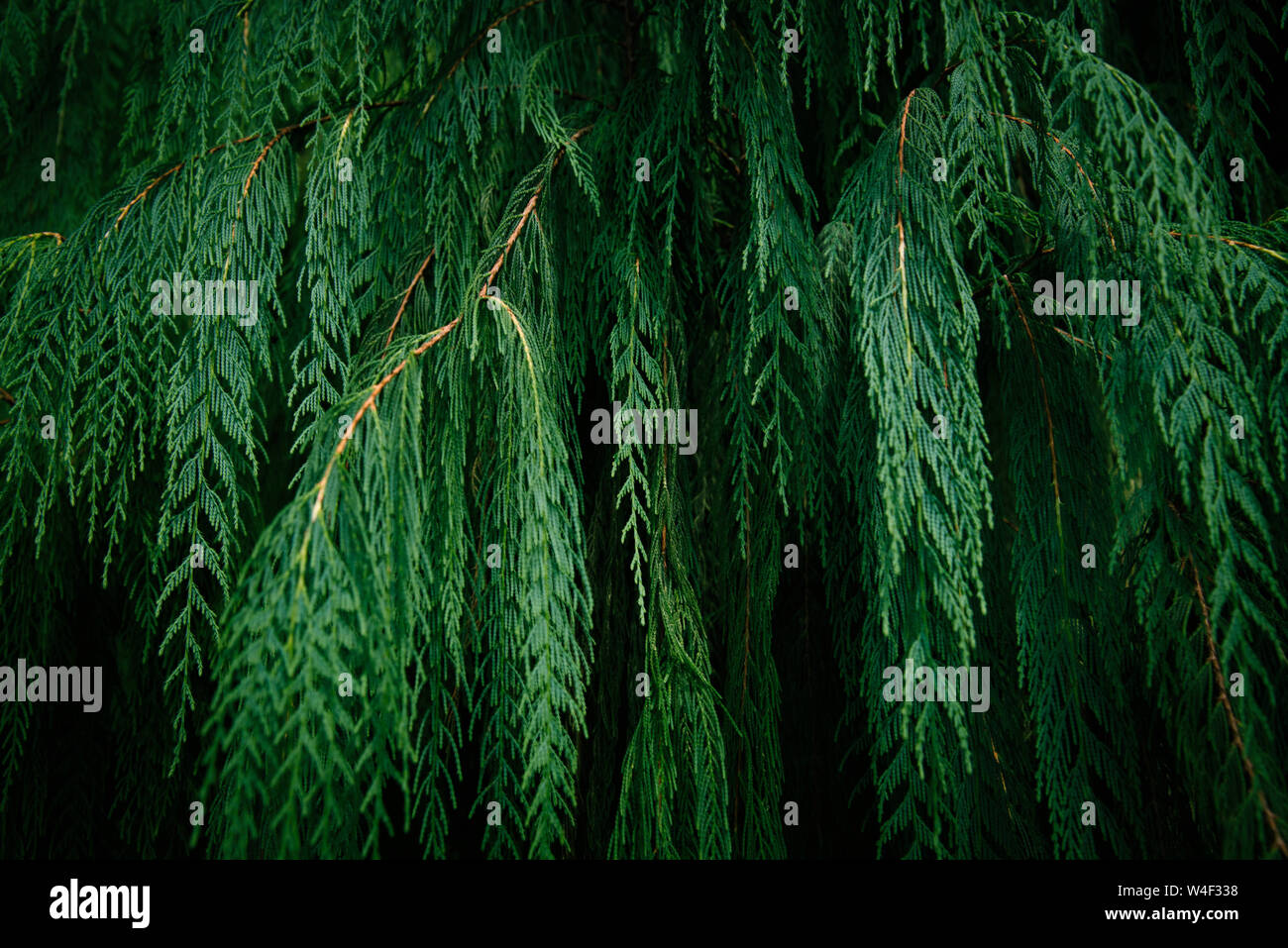 Tropische grüne Blätter auf dunklem Hintergrund. Natur Wald Anlagenkonzept Stockfoto