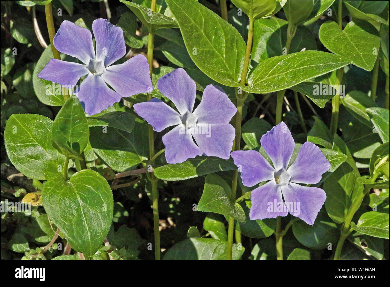 Blätter und Blüten von Immergrün Vinca, Bürgermeister Stockfoto