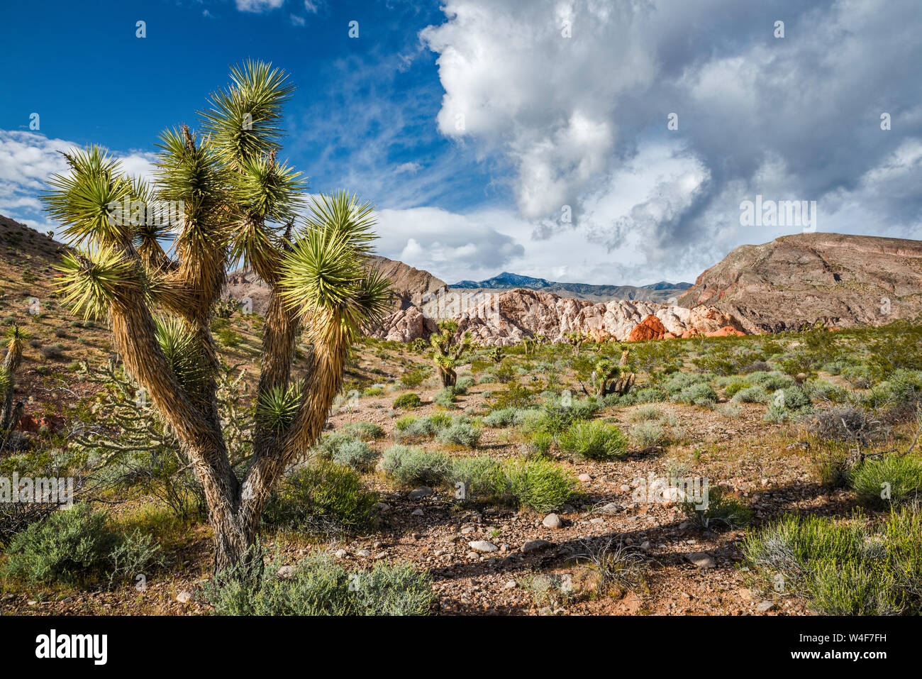 Joshua Tree, Schlamm Hügel, Jungfrau Berge hinter, von Gold Butte Road, Gold Butte National Monument, Mojave Desert, Nevada, USA Stockfoto