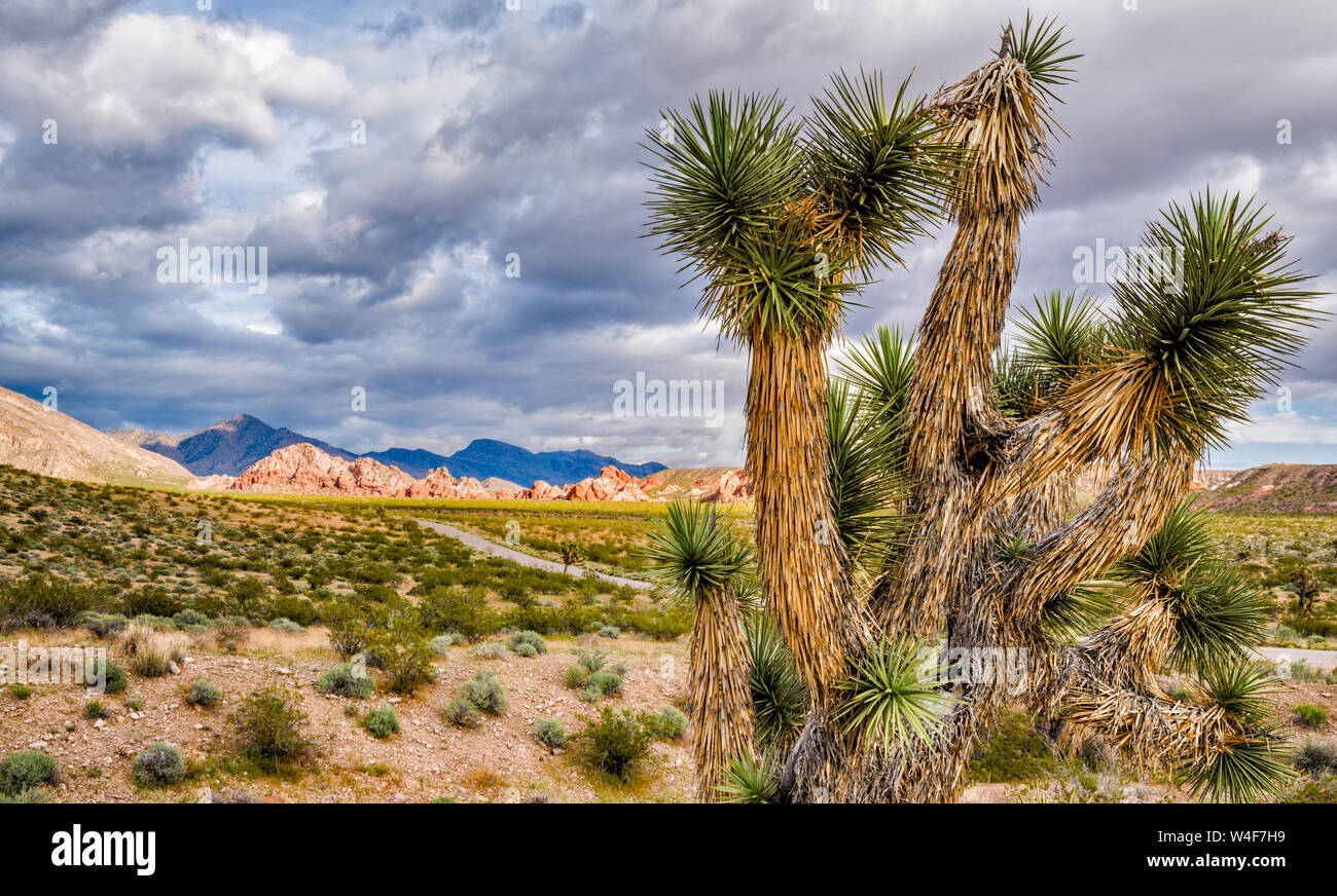 Joshua Tree, Schlamm Hügel, Jungfrau Berge hinter, von Gold Butte Road, Gold Butte National Monument, Mojave Desert, Nevada, USA Stockfoto