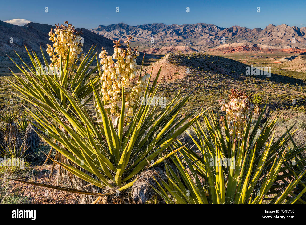 Mojave Yucca (Yucca Schidigera) in voller Blüte, Jungfrau-Gebirge in Ferne, aus Gold Butte Road, Gold Butte National Monument, Mojave-Wüste, Nevada, USA Stockfoto