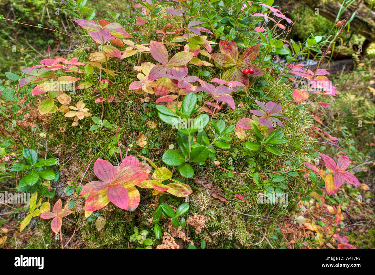 Zwerg oder Lappland Kornelkirsche (Cornus Suecica), Cowberry (Vaccinium vitis-idaea), Taiga Wald, Bach - Seite woodland Unterwuchs, Ruska Zeit (Herbst), Pallas-Yllastunturi Nationalpark, Lappland, Finnland Stockfoto