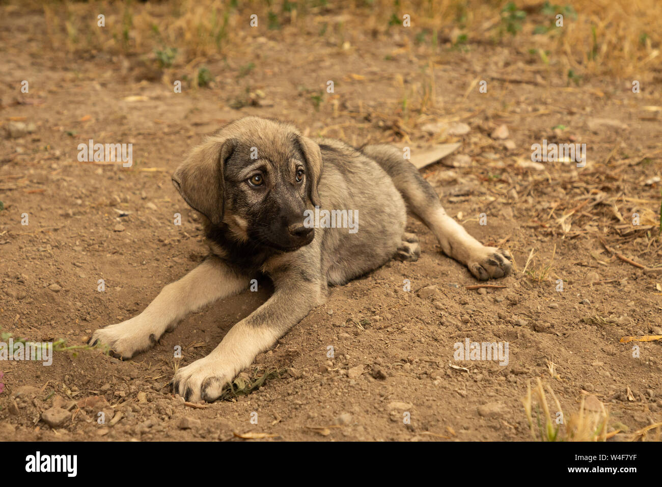 Straße Hund Welpen Stockfoto