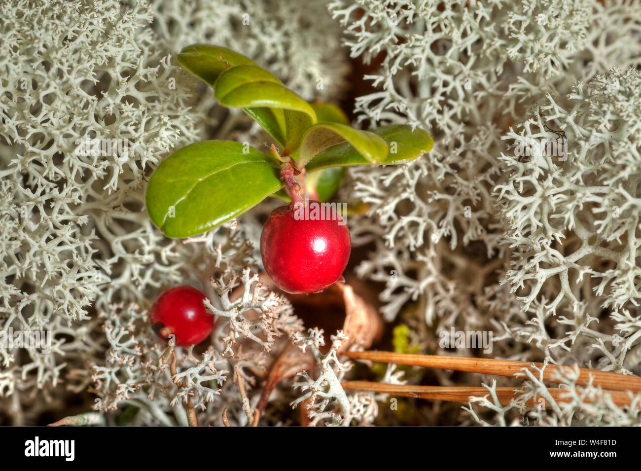 Flechten (Cladonia stellaris) und Cowberry (Vaccinium vitis-idaea), Ruska Zeit (Herbst), Pallas-Yllastunturi Nationalpark, Lappland, Finnland Stockfoto