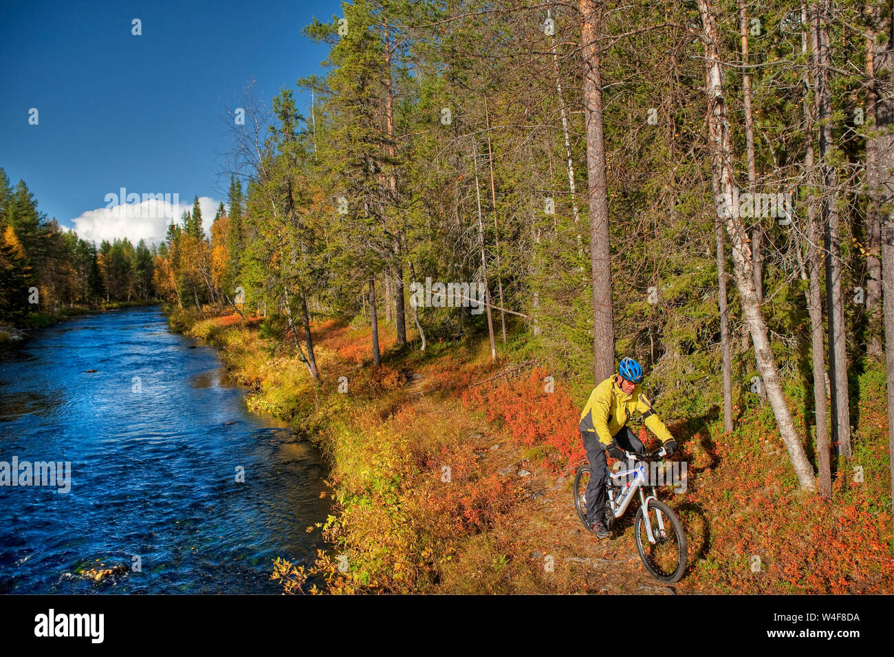 Radfahren im Park, Ruska Zeit (Herbst), Pallas-Yllastunturi Nationalpark, Lappland, Finnland Stockfoto