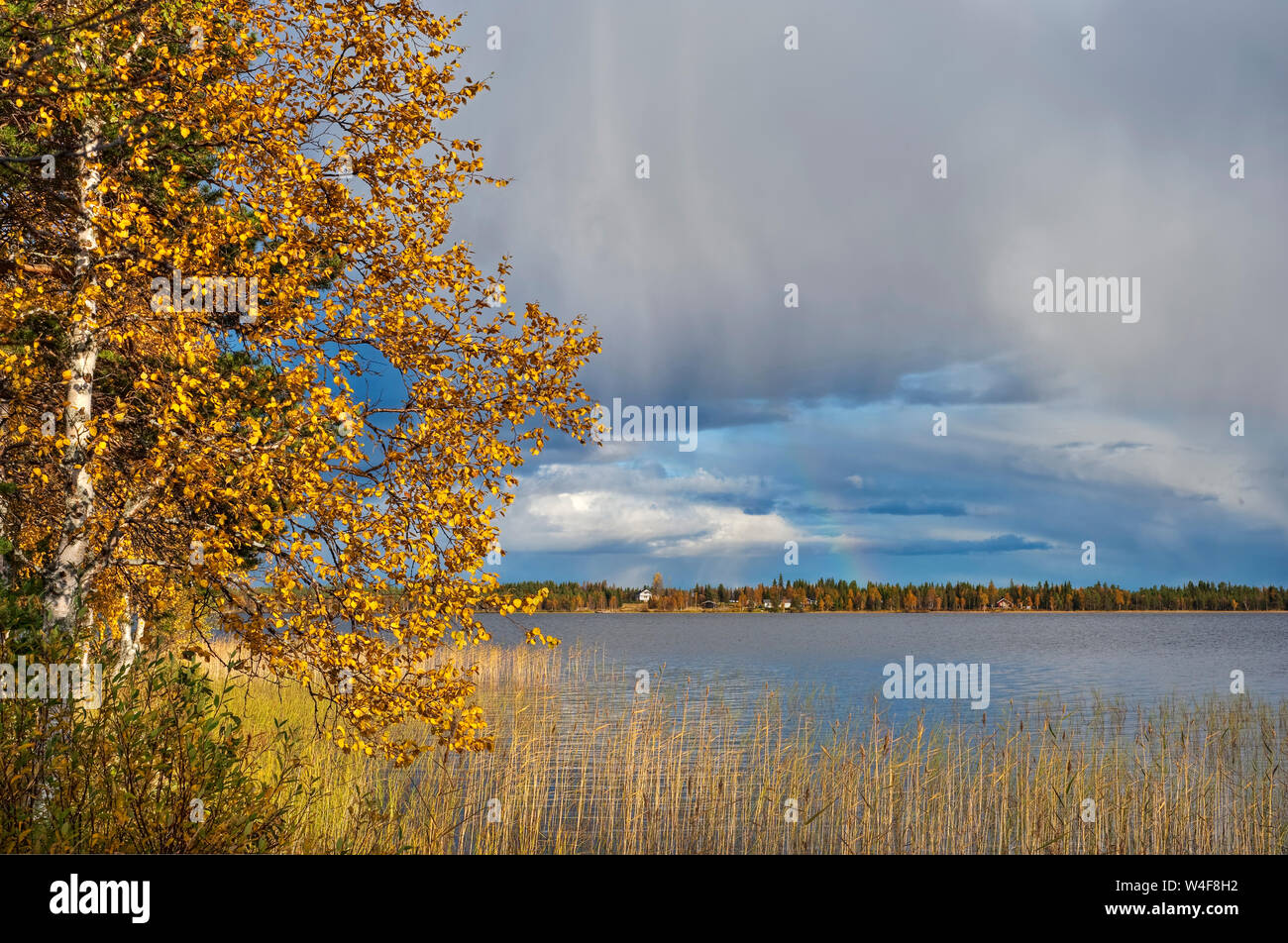 Regenbogen über Yllasjarvi See, Scot von Fichte (Picea abies), Birke (Betula pubescens), Ruska Zeit (Herbst), Lappland, Finnland Stockfoto