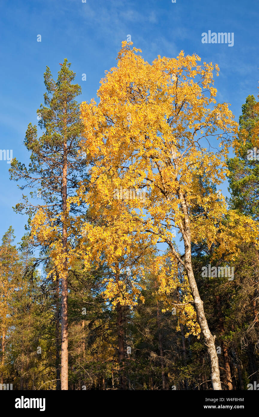 Taiga Forest, Scot von Fichte (Picea abies), Birke (Betula pubescens), Ruska Zeit (Herbst), Pallas-Yllastunturi Nationalpark, Lappland, Finnland Stockfoto