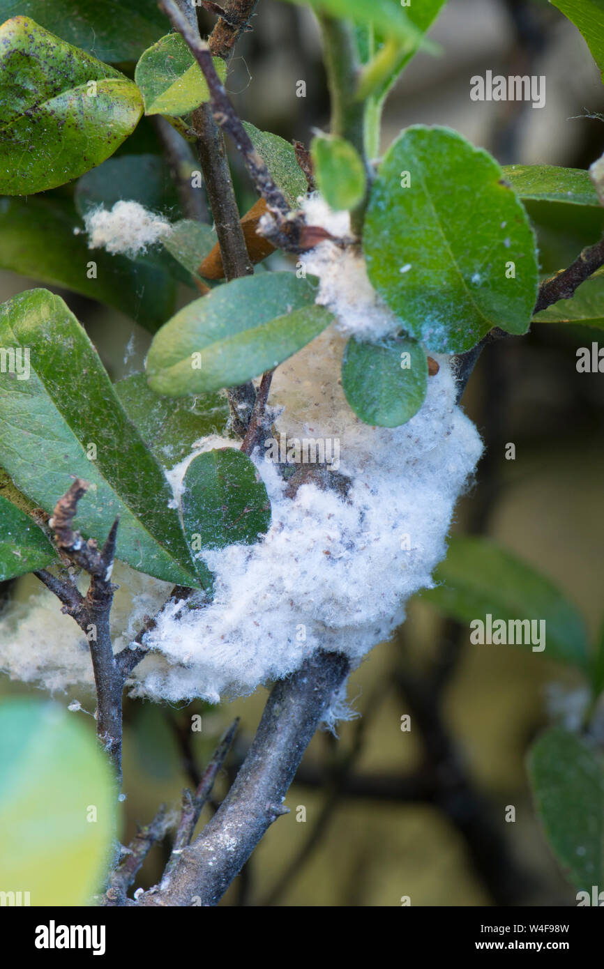 Wooly gegen Blattläuse, Amerikanische Trockenfäule, Eriosoma lanigerum, auf holzbär, Garten Torf, Sussex, UK, Juli Stockfoto