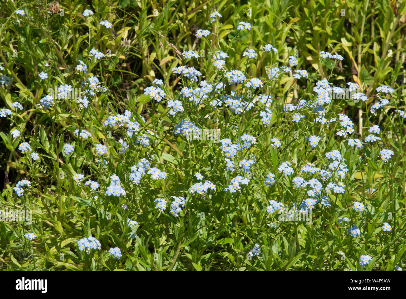 Wasser vergissmeinnicht Fotos und Bildmaterial in hoher Auflösung Alamy
