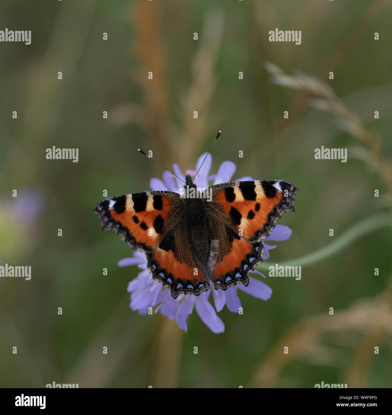 Kleiner Fuchs Schmetterling.. Stockfoto