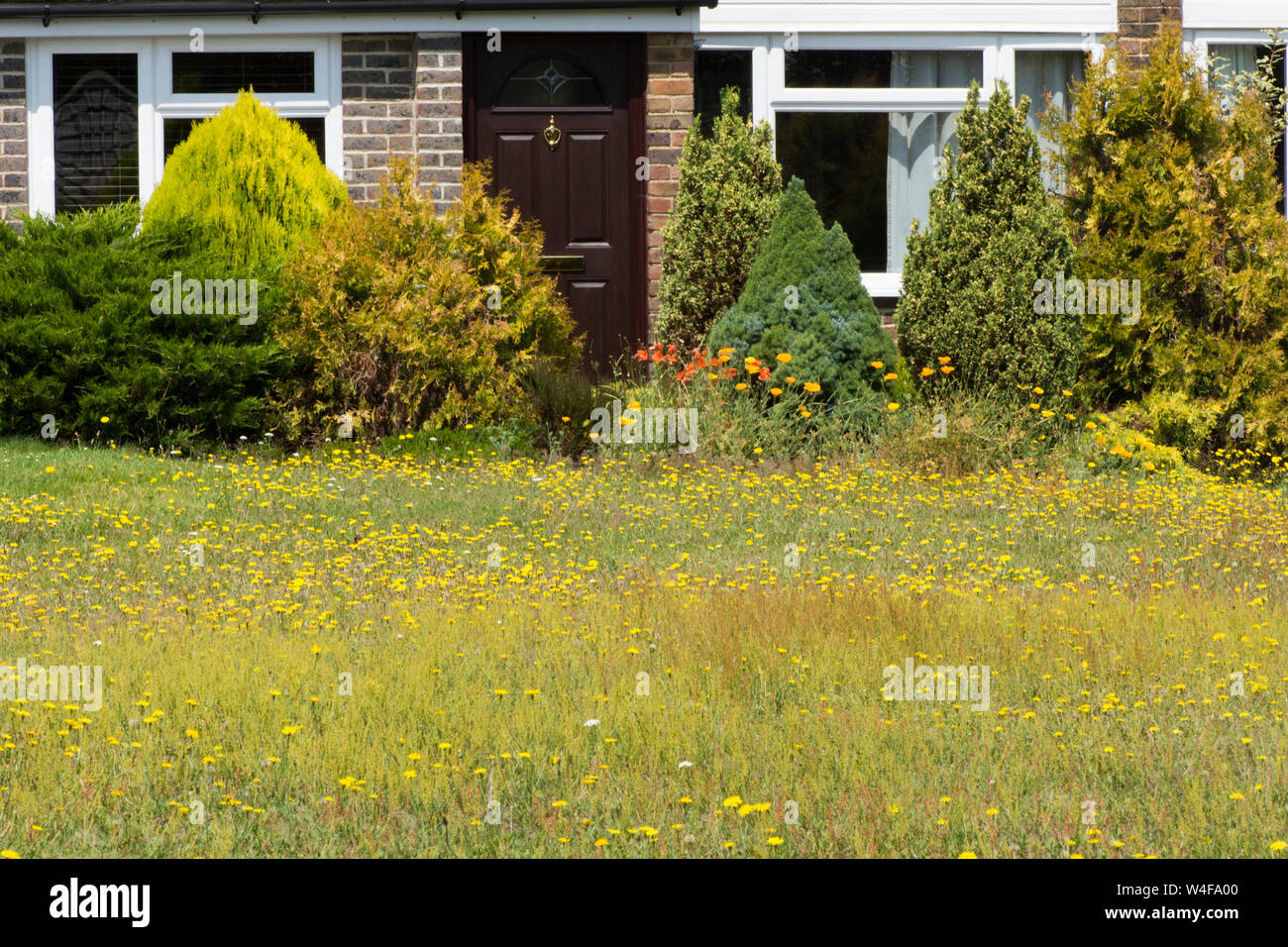 Wildlife Rasen nicht gemäht, Cat's-ear, Hypochaeris radicata, weniger Hawkbit, Leontodon taraxacoides, Maus-Ohr Habichtskraut, Hieracium pilosella, Juli Stockfoto