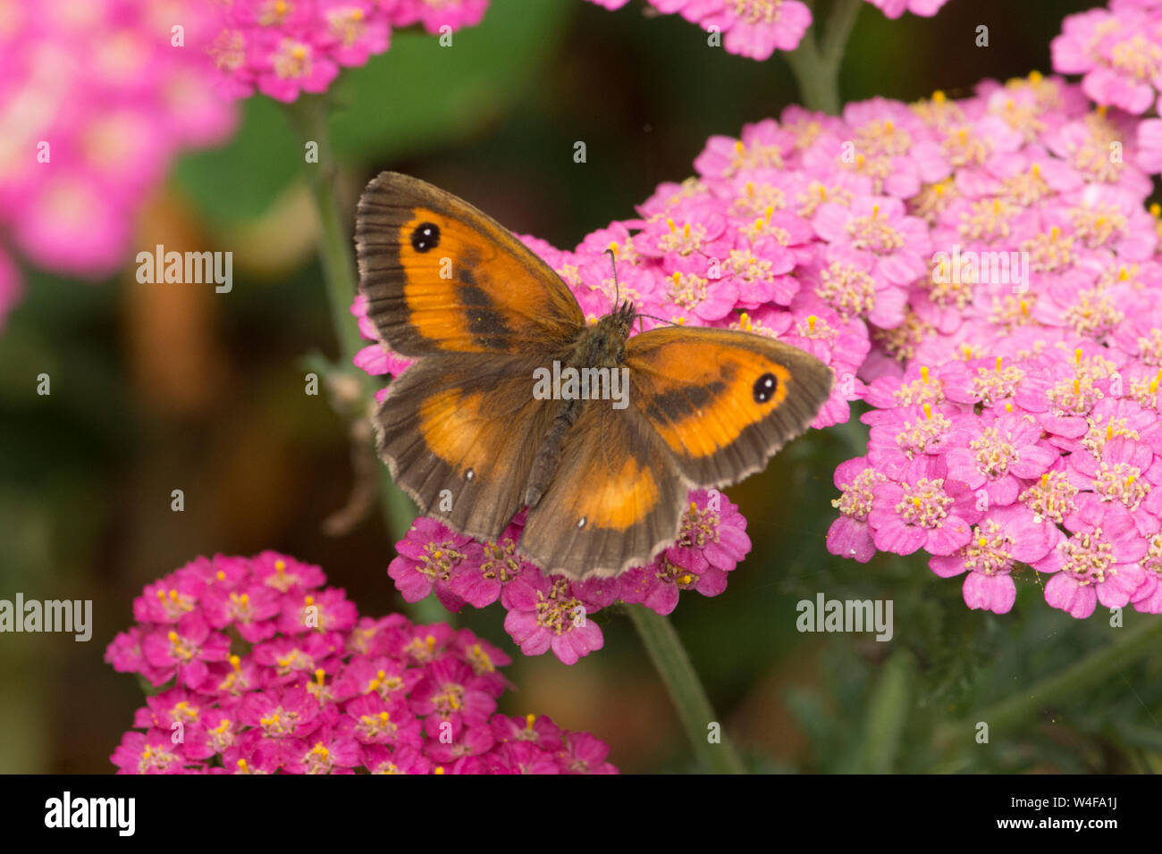 Gk oder Hedge Braun, Pyronia tithonus, Schmetterling, Achillea, Juli Stockfoto