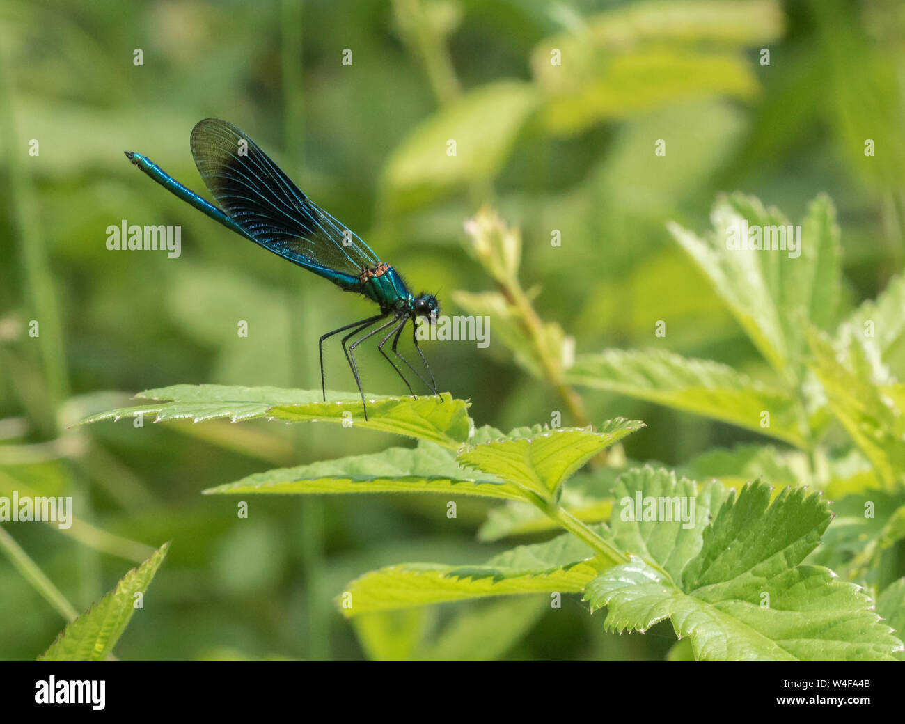 Gebänderte demoiselle (Calopteryx splendens Stockfoto