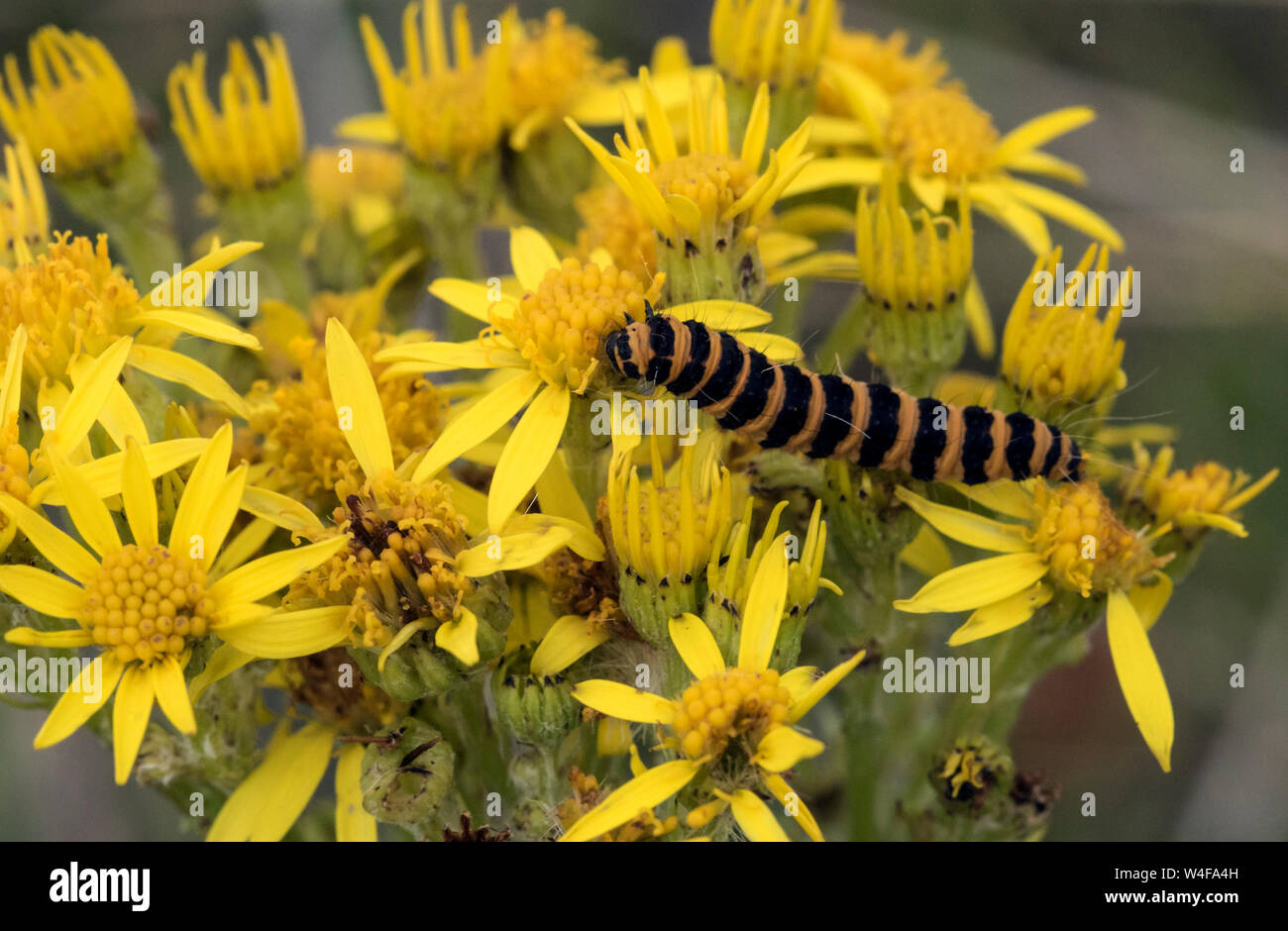 Zinnober motte Caterpillar auf Ragwort Stockfoto