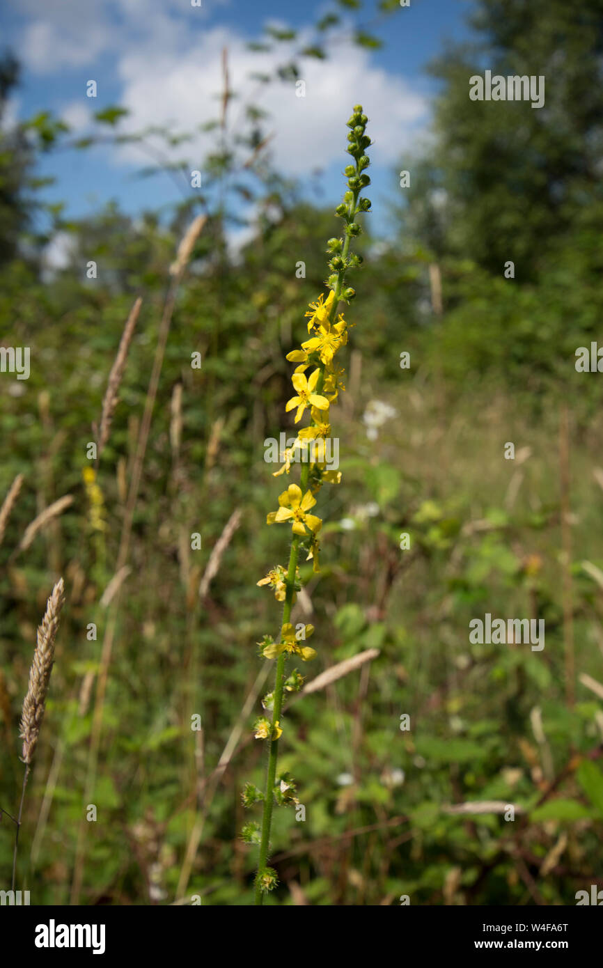 Agrimony, Agrimonia eupatoria, Blumen, Sussex, UK. Juli Stockfoto